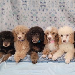 Aussiedoodles, Bernedoodles, and Poodles from Awesome Paws