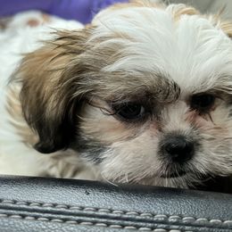 Shih Tzus from B-S Acres