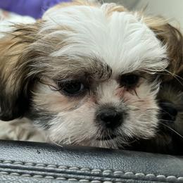 Shih Tzus from B-S Acres