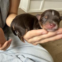 Boy 3 - Chocolate, tan and white male Yorkshire Terrier puppy in Elk Ridge, Utah from Janita's Yorkshire Terriers