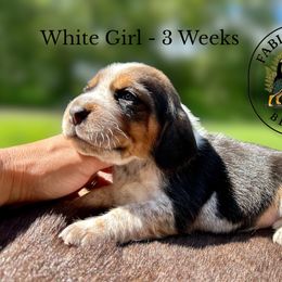 Sold Pending Eval: White Girl - Syrup - Black tan and bluetick female Beagle puppy in Grantsville, Maryland from Fable & Fern Beagles