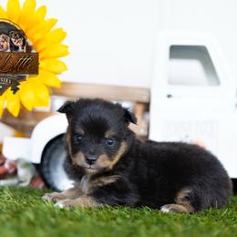 Wyatt - Black tri male Miniature American Shepherd puppy in Granbury, Texas from Best Little Aussies