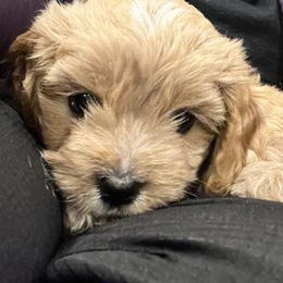 Spot F1 - Apricot male Cavapoo puppy in Garland, Kansas from 3W Ranch