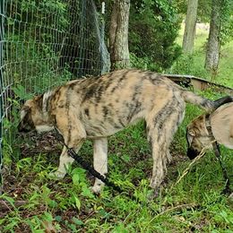 Anatolian Shepherd Dogs from Penny Voss