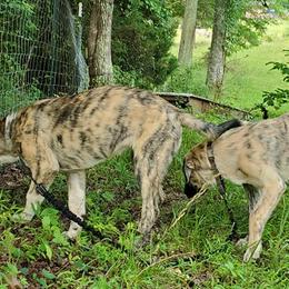 Anatolian Shepherd Dogs from Penny Voss