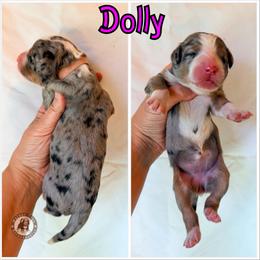 Dolly - Blue merle female Bernedoodle puppy in Banner Elk, North Carolina from Walnut Tree Bernedoodles