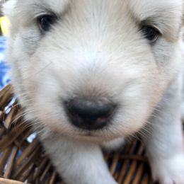 Pomsky and Siberian Husky Puppies from Cold Mountain Kennel