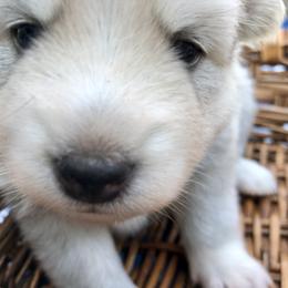 Pomsky and Siberian Husky Puppies from Cold Mountain Kennel