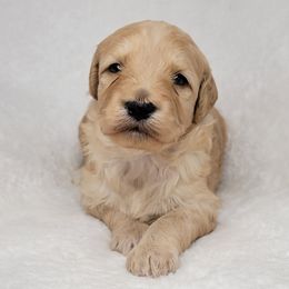 Goldendoodle Puppies from Lake Village Doodles