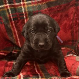 Labrador Retriever puppies from David Knott's Labrador Retrievers