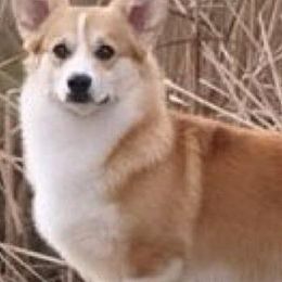 Collies and Pembroke Welsh Corgis from Terry Hansen's Collies & Corgis