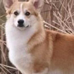 Collies and Pembroke Welsh Corgis from Terry Hansen's Collies & Corgis