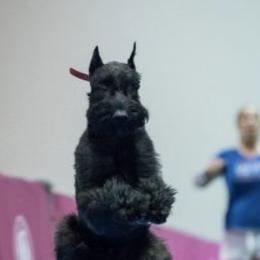 Giant Schnauzers from Carolina Giant Schnauzers