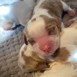 Cavalier King Charles Spaniel Puppies from Country View Cavaliers