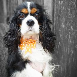 Daisy - Cavalier King Charles Spaniel