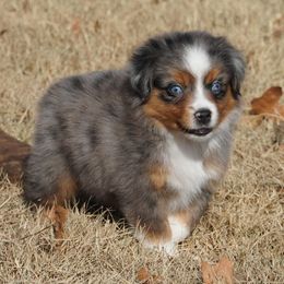Blue Merle Female - Blue merle female Miniature Australian Shepherd puppy in Lawton, Oklahoma from Lindsey’s Aussies