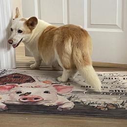 Cardigan Welsh Corgi puppies from Leather & Lace