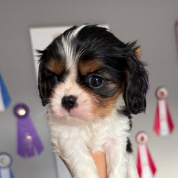 Chica - Tri-color female Cavalier King Charles Spaniel puppy in Spring Hill, Florida from Stardom Chihuahuas & CKCS