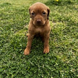 Vizsla Puppies from Mickle Farm Vizslas