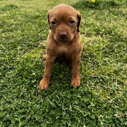 Vizsla Puppies from Mickle Farm Vizslas