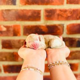 Peep - Cream female Labradoodle puppy in Elizabethtown, Kentucky from Reddy Poodles & Doodles
