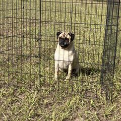 Ceasar - Pug