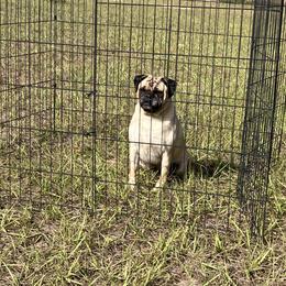 Ceasar - Pug