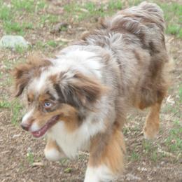 Willow - Miniature Australian Shepherd