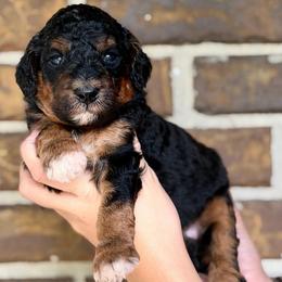 Paddington - Phantom male Goldendoodle puppy in Macclenny, Florida from Baker County Goldendoodles