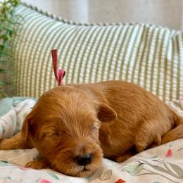 Pink - Red  female Goldendoodle puppy in Hesperia, Michigan from Red Acres Poodles & Doodles