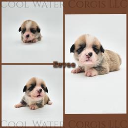 Eevee - Red female Pembroke Welsh Corgi puppy in Kiowa, Colorado from Cool Water Corgis LLC
