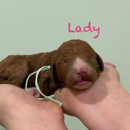 Lady - Red  female Poodle puppy in Williamsburg, Ohio from Iaroli’s  Small Standard Poodles
