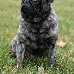 niko - Pug