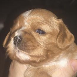 Snickerdoodle - Ruby male Cavalier King Charles Spaniel puppy in Franklin, North Carolina from Cavaliers of the County Macon