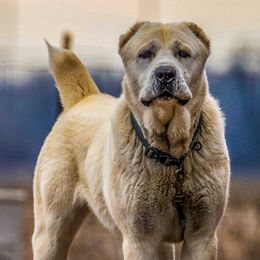 Central Asian Shepherd Dogs from Kuratoro Central Asian Shepherds