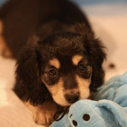 Dachshund Puppies from Ashley Kate’s Doxies