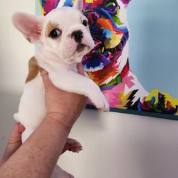 Boy 2 - White and fawn French Bulldog puppy in Wattsburg, Pennsylvania from Triple J Frenchies