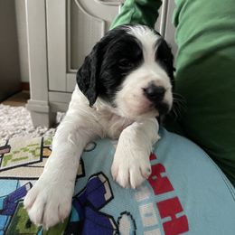 English Springer Spaniel Puppies from Juanita’s Springers