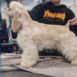 Shamus - Cocker Spaniel