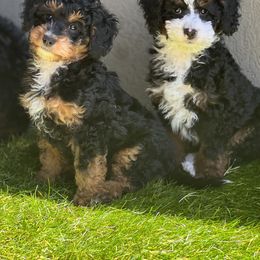 Amelia - Phantom Bernedoodle puppy in Park City, Utah from Birdie Bernedoodles