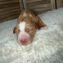 Aven - Red  female Goldendoodle puppy in Waterford, California from Alvdoodles