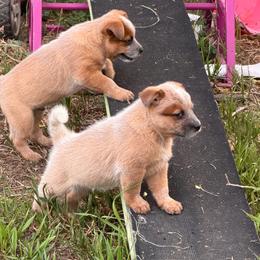Capy - Red speckled male Australian Cattle Dog puppy in Billings, Montana from Sugarloaf French bulldogs and Australian cattle dogs