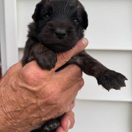 Girl 6 - female Leonberger puppy in Manchester, Tennessee from Bois D’Arc Leonbergers