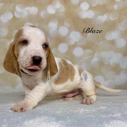Blaze - Red and white male Basset Hound puppy in Dingess, West Virginia from Tuckers' Howling Hounds