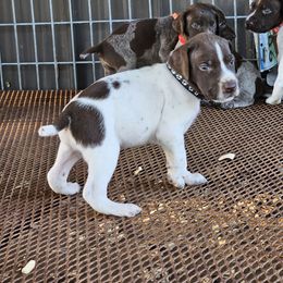 Boy 7 - Liver roan male German Shorthaired Pointer puppy in Henderson, Texas from C4 Gun Dogs