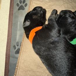 Orange collar girl - Black and tan female German Shepherd puppy in Centralia, Illinois from Janices AKC German Sheperds LLC