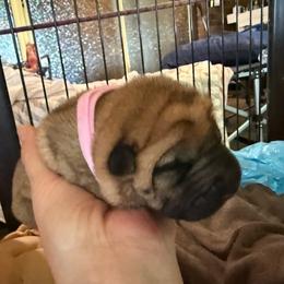 Pink collar - Red fawn female Chinese Shar-Pei puppy in Elkin, North Carolina from Martini Shar-Pei