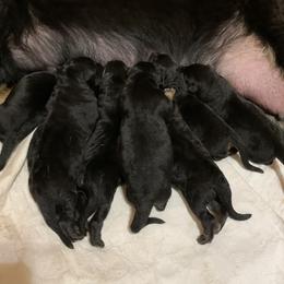 German Shepherd Puppies from Salty Raccoon Ranch German Shepherds