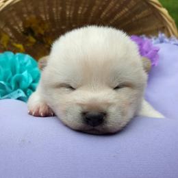 Shiba Inu Puppies from Adorable-Puppies