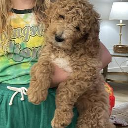 Goldendoodles from Heavenly H Doodles